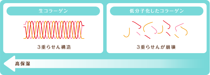 生コラーゲン　説明図